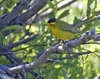 Wilsons Warbler